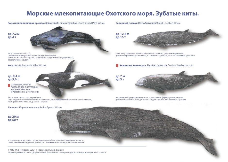 Дельфины Охотского моря