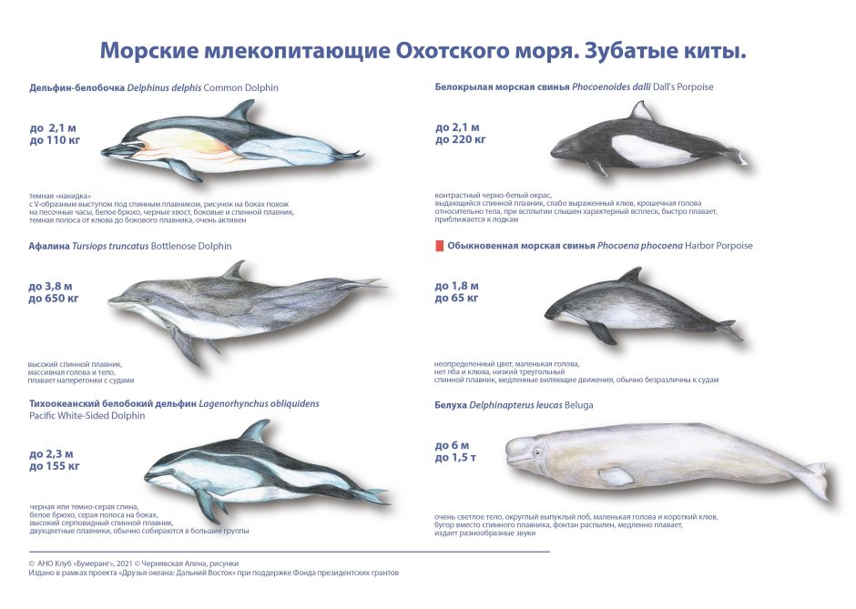 Виды морских млекопитающих