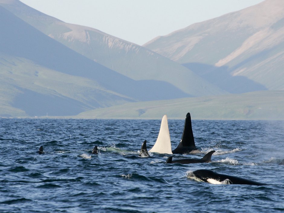 Белуха в море Лаптевых