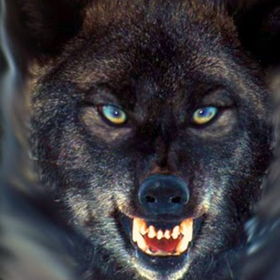 Полярный волк сидит