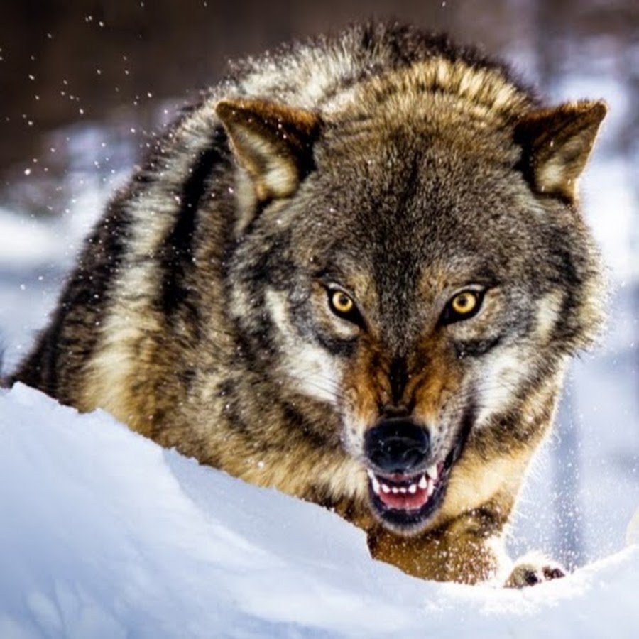 Серый волк canis Lupus