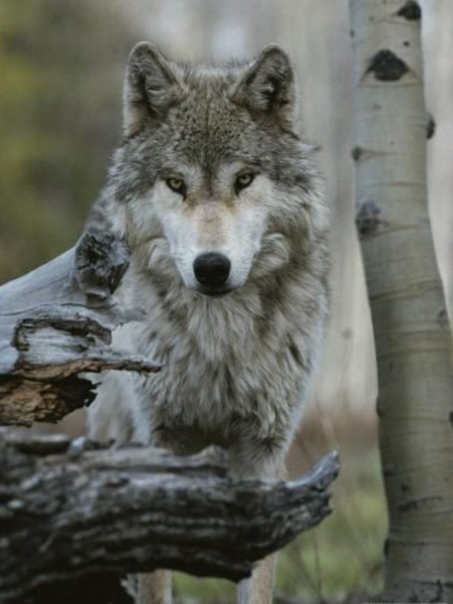 Елизавета бём силуэты