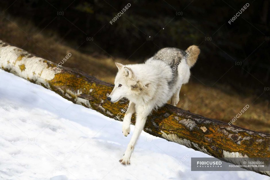 Среднерусский Лесной волк