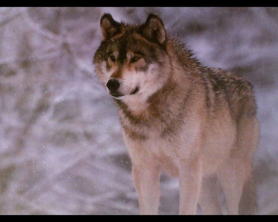 Животное бирюк