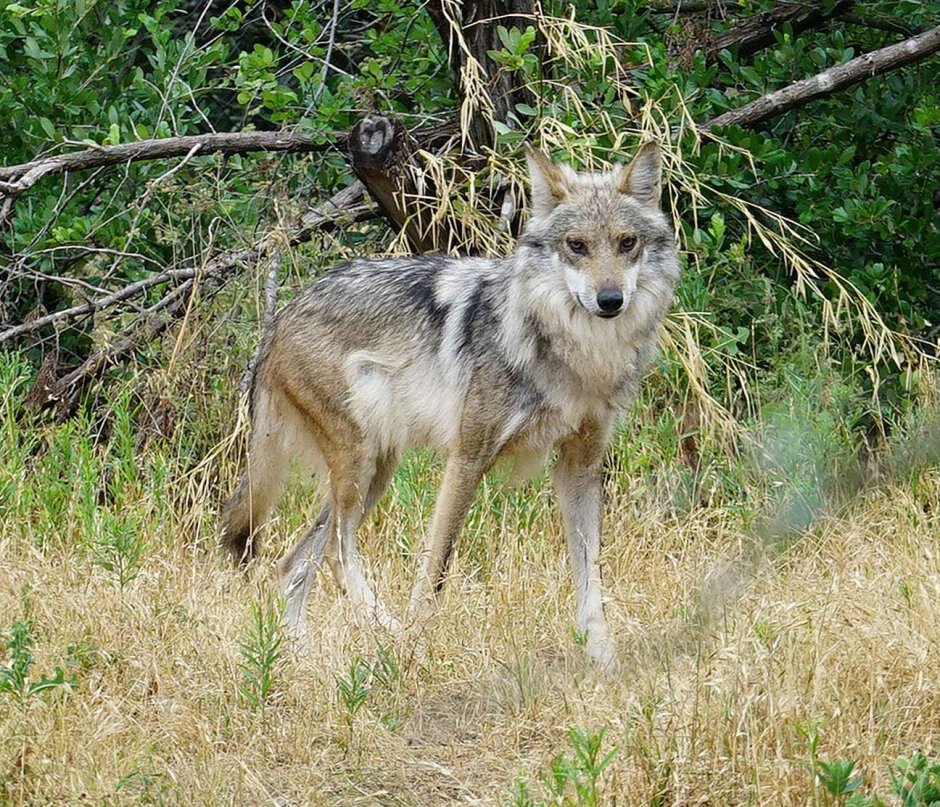 Валуев депутат вольерная охота