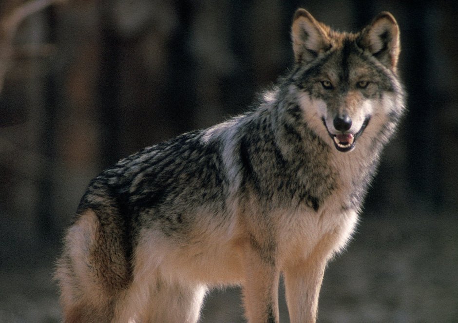 Дмитрий Бирюк