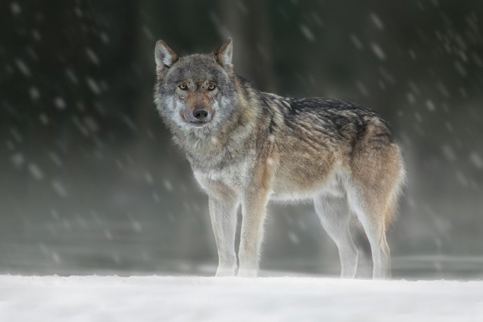 Бирюк волк одиночка