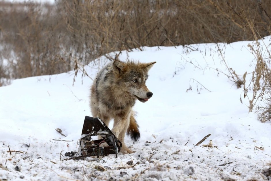 Бизнесмен Волков Брянск