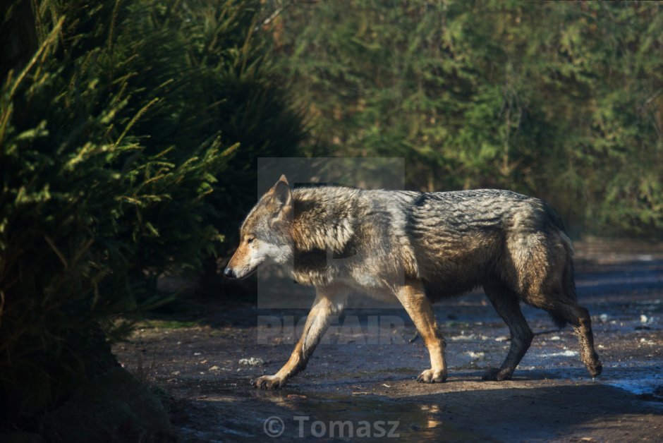 Животные Коми волк