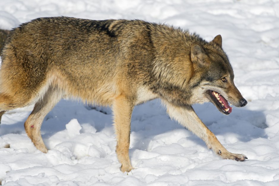 Картинки на рабочий стол волки