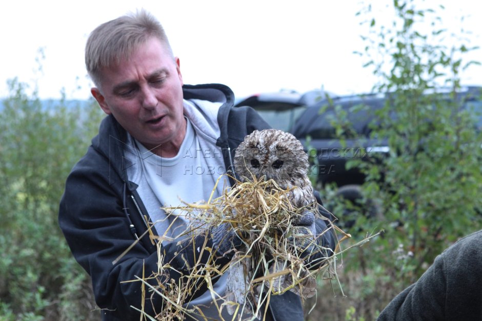 Мосбахский волк