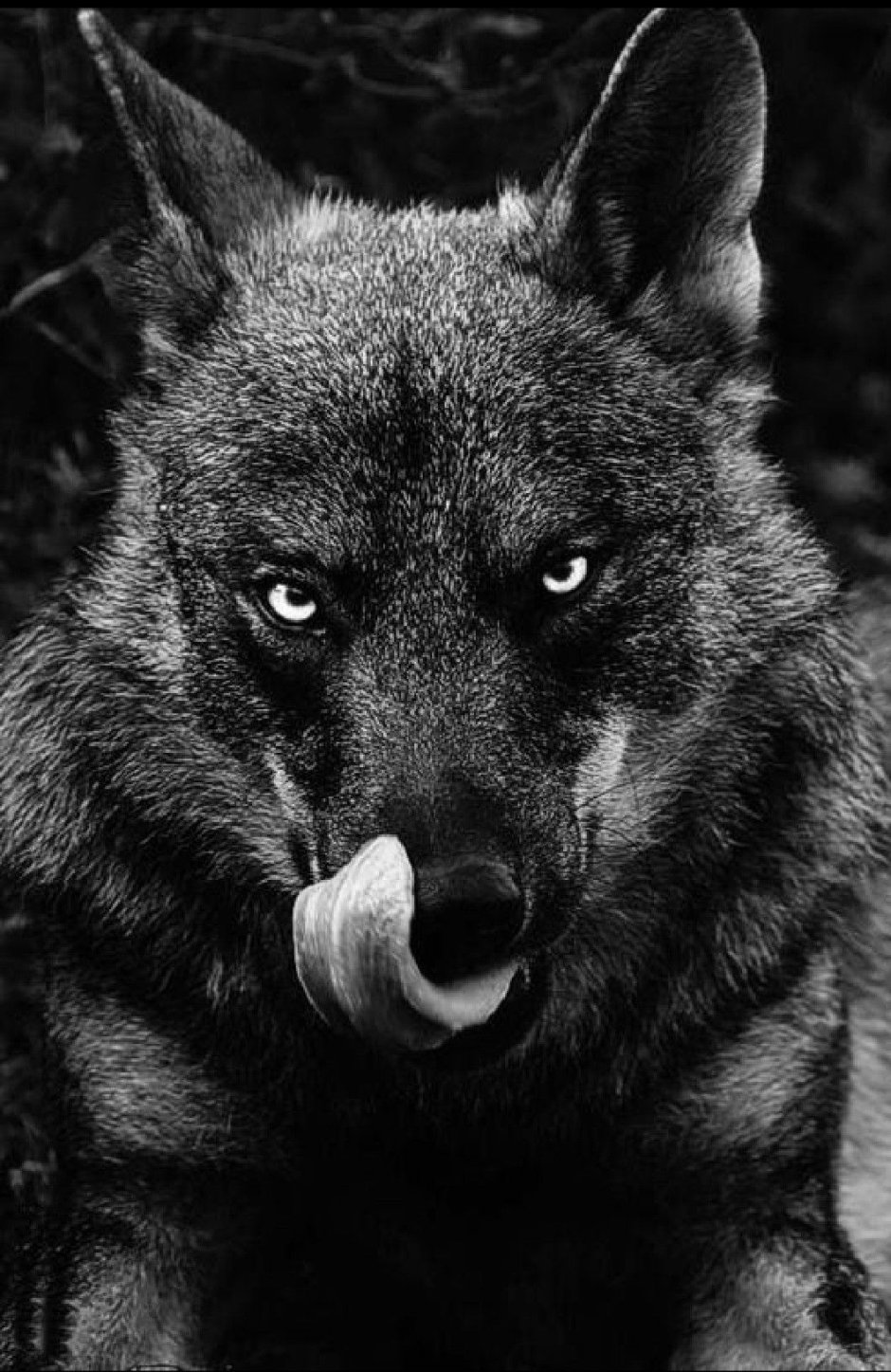 Серый волк Бирюк