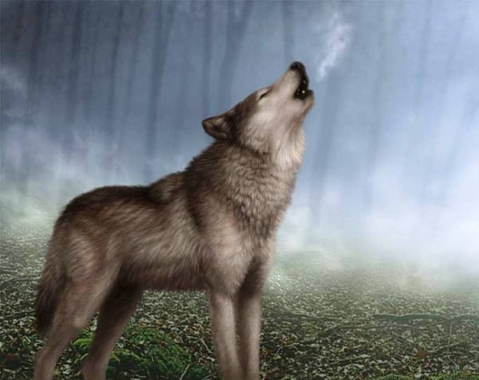 Незаконная охота ст 258 УК РФ