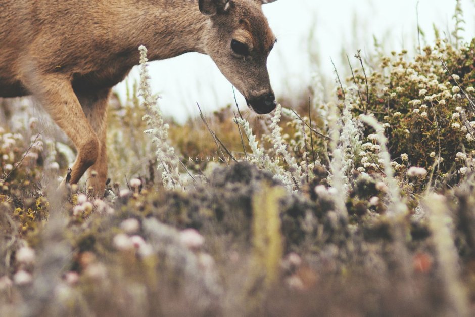 Записки охотника иллюстрации Елизавета Бем