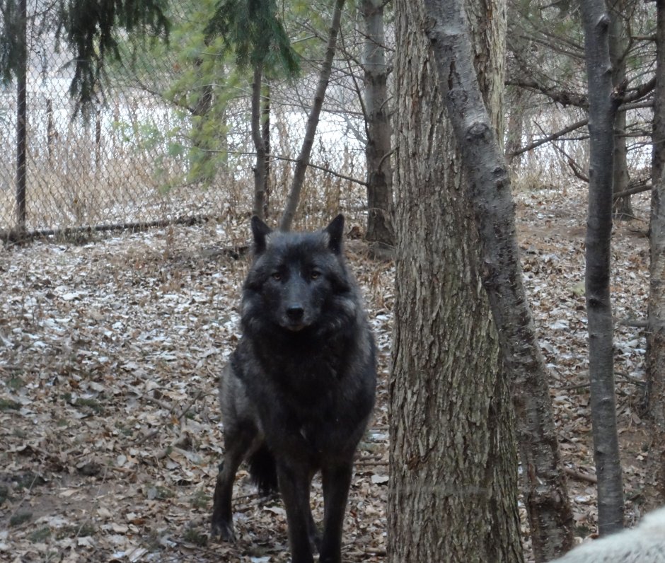 Макензенский волк черный