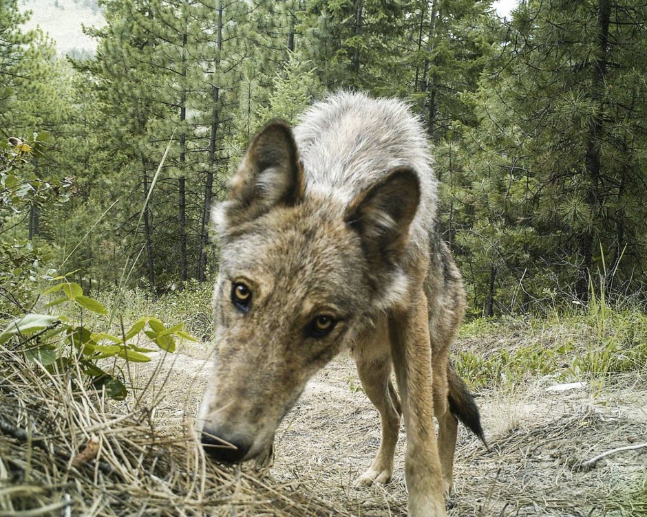 Олененок Эстетика