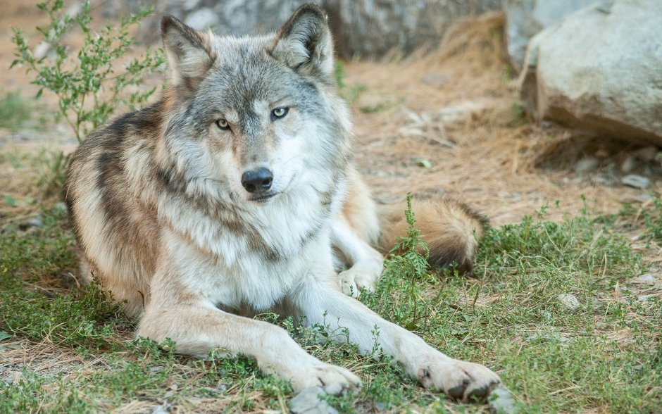 Девушка на лошади Эстетика