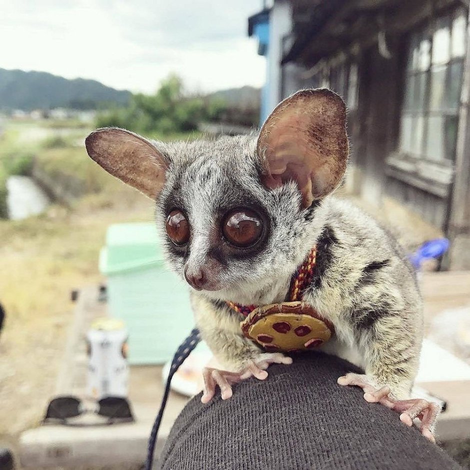 Bush Baby галаго
