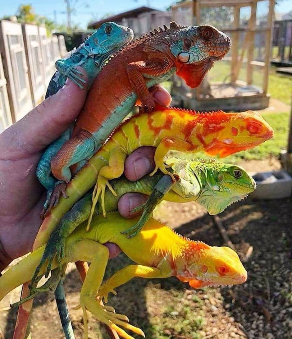 Хамелеон игуана игуана