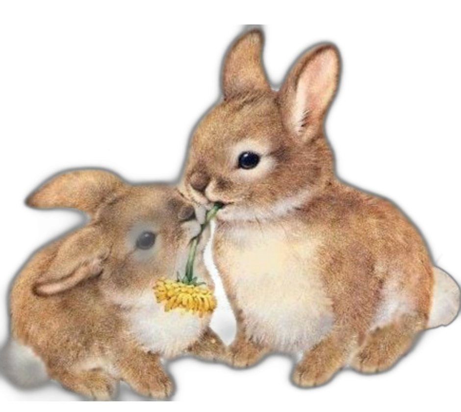 Эстетичные животные