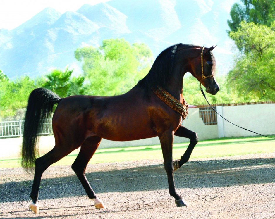 Black Stallion порода