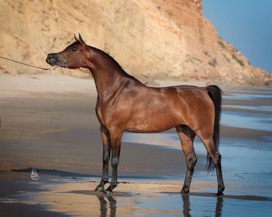 Marwan al Shaqab