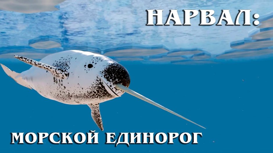 Северный Дельфин Белуха