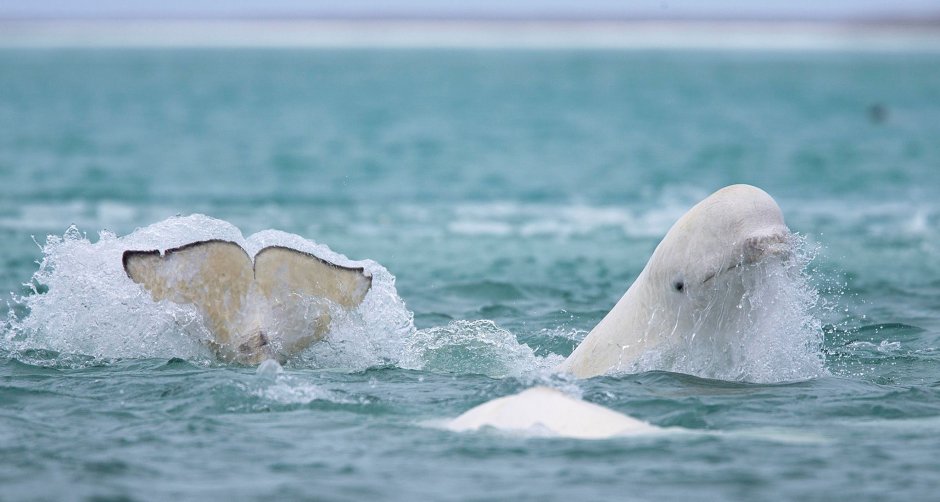 Касатка под водой