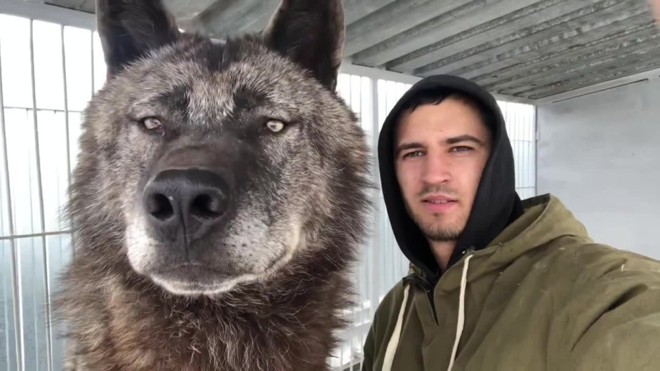 Чехословацкий влчак Эстетика