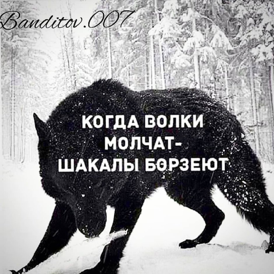 Собака это одомашненный волк