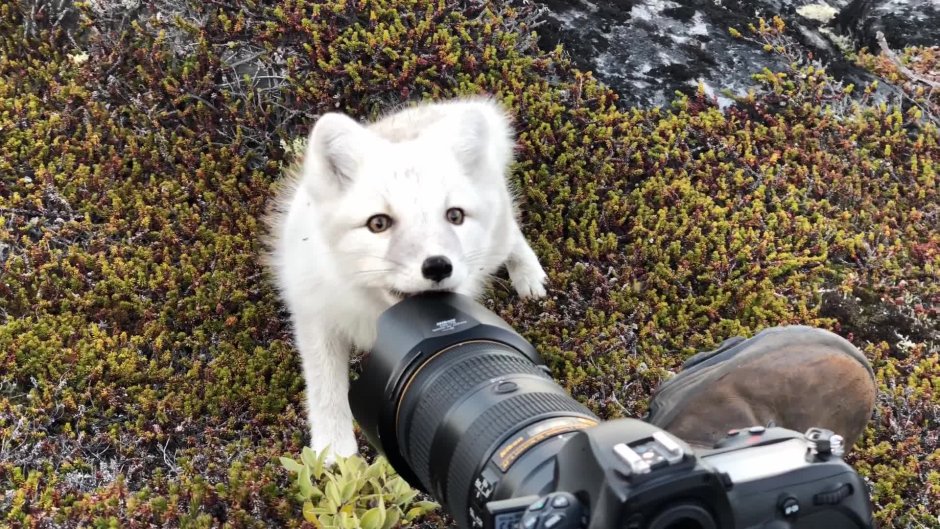 Arctic Fox крепление телефона