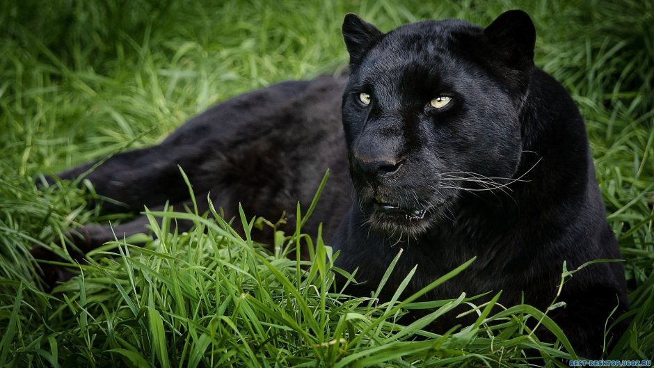 Книга джунглей 2016 пантера