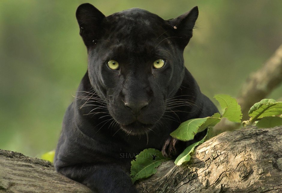 Пантера йагуар