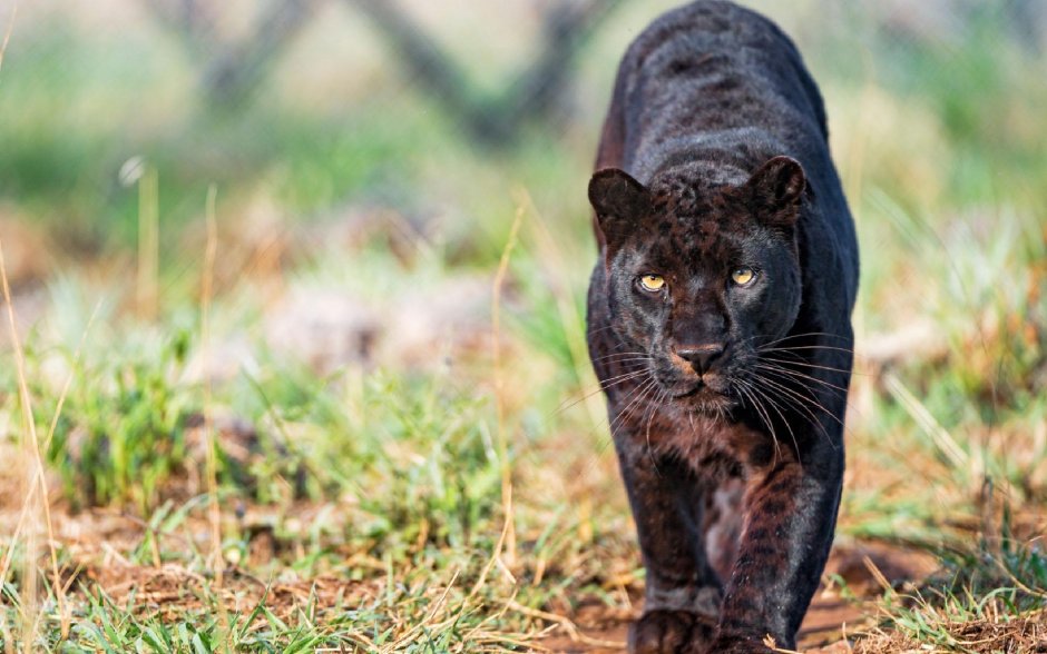 Маньчжурская пантера