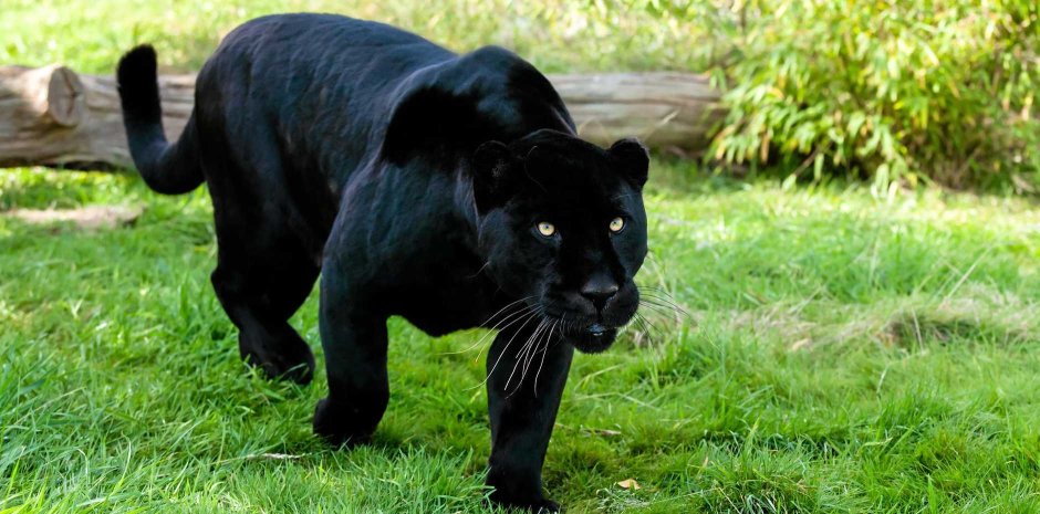 Гепард меланист