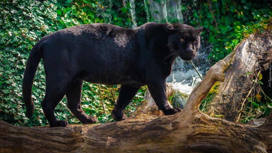 Черная пантера