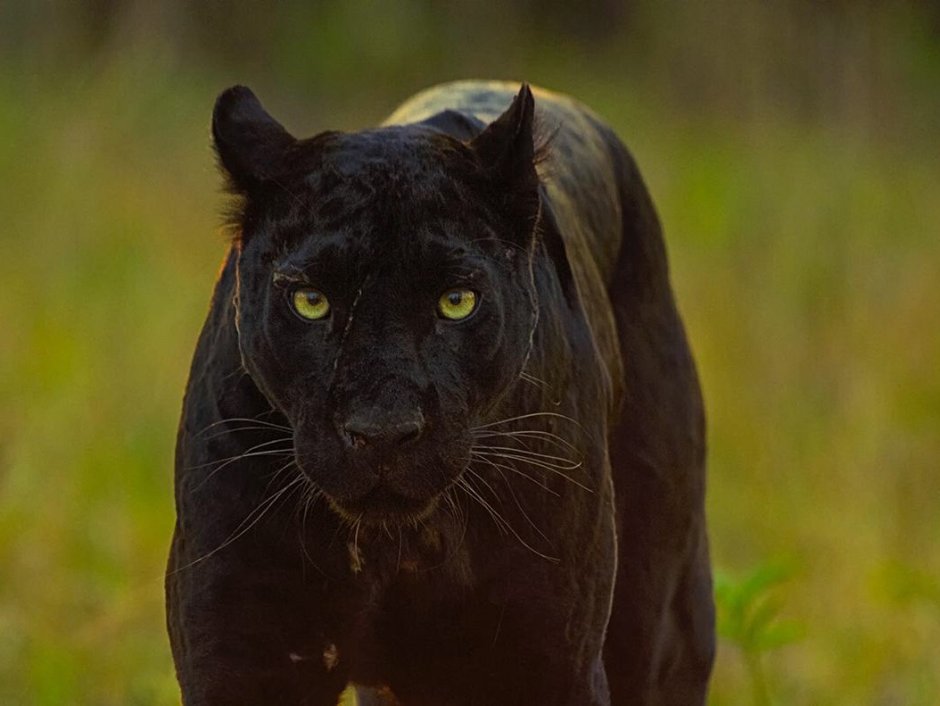 Мокрая пантера