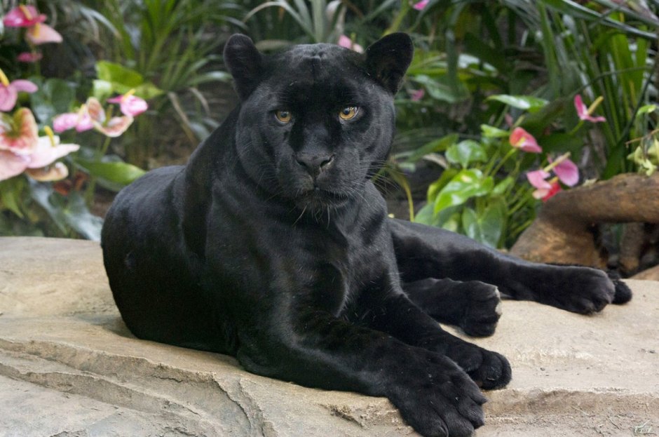 Леопард меланист