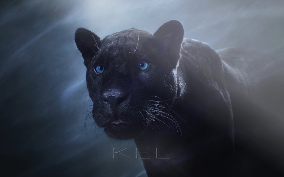 Черная Пума и пантера отличия