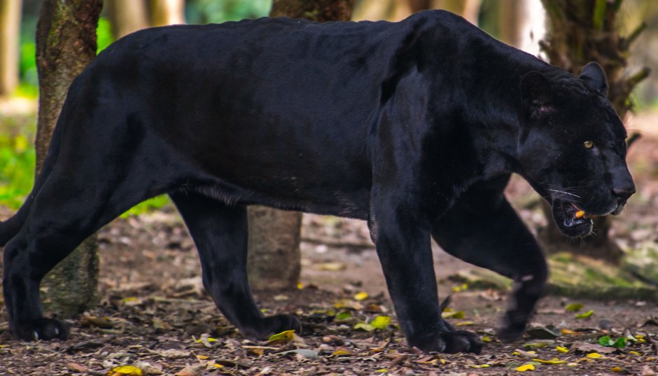 Пантера с желтыми глазами