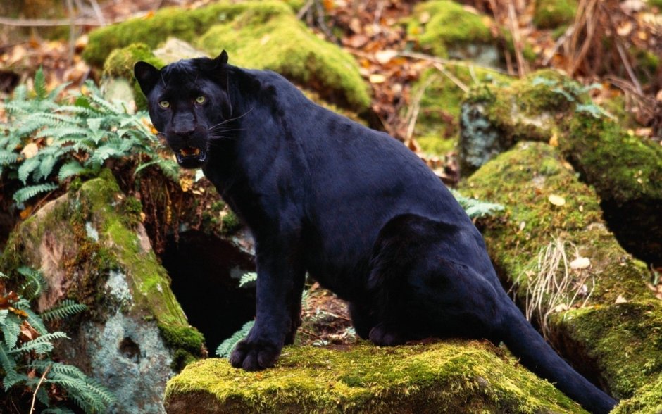 Дэвид Ярроу