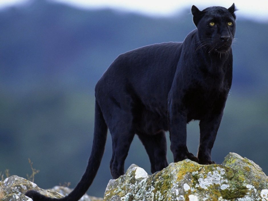 Ягуар меланист