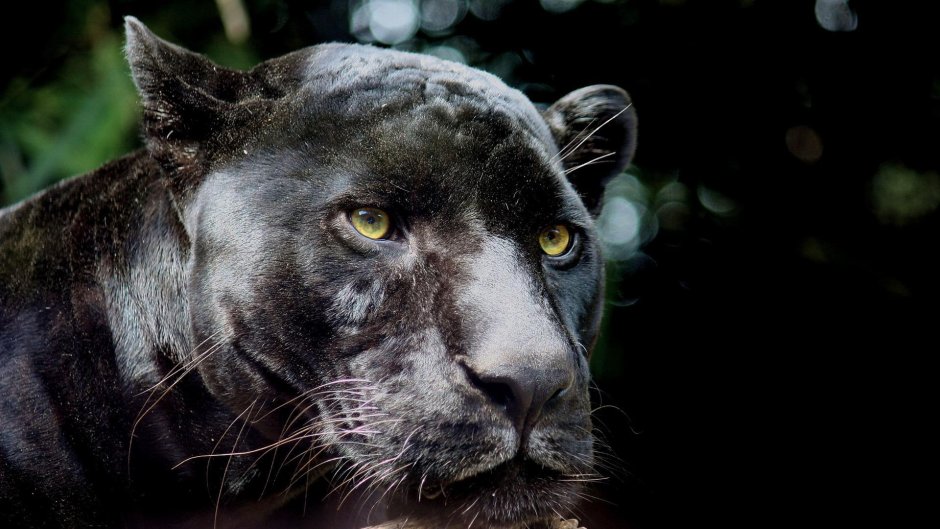 Пантера Шварцера» (2014; черная пантера )