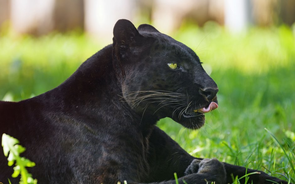 Пума Ягуар леопард пантера