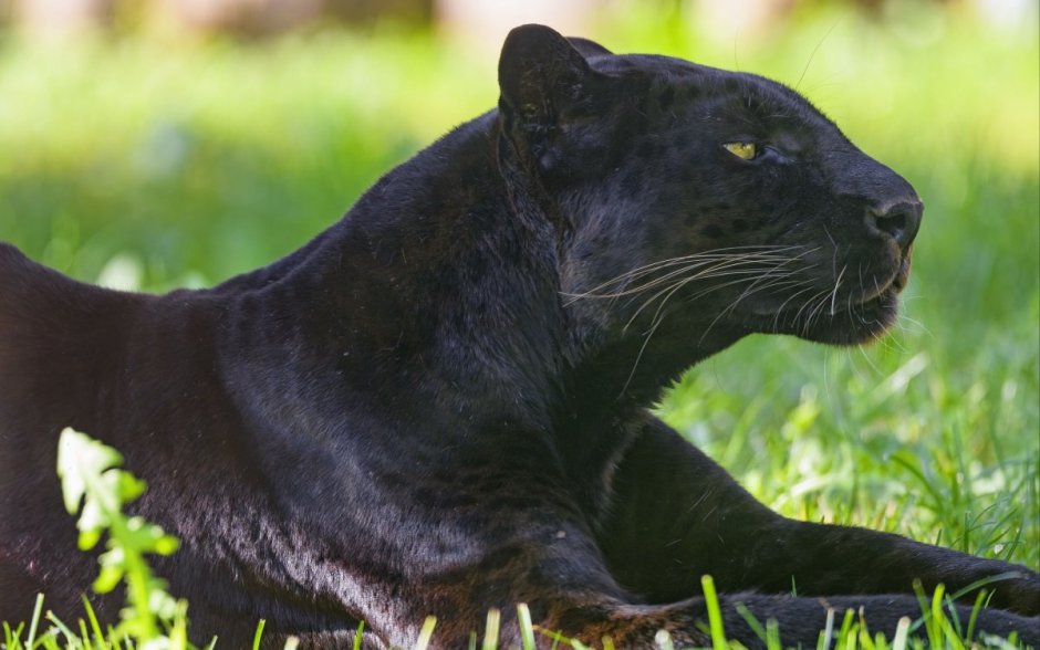 Домашняя пантера