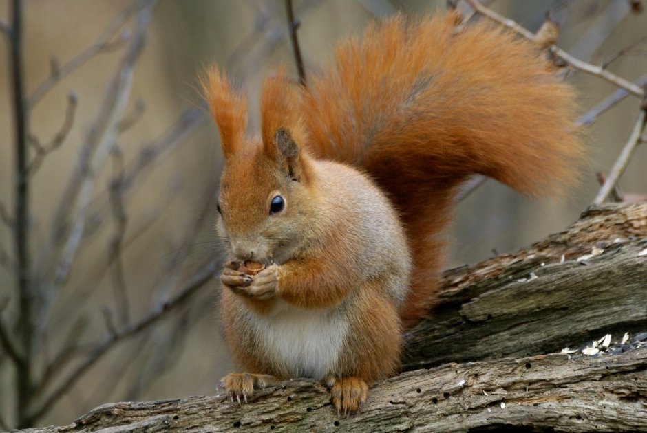Sciurus vulgaris