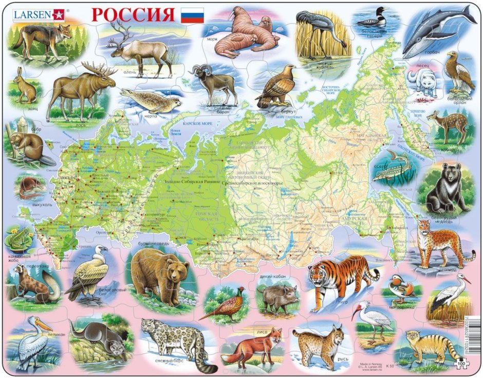 Сибирский горный козел