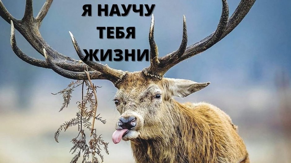 Смешной олень