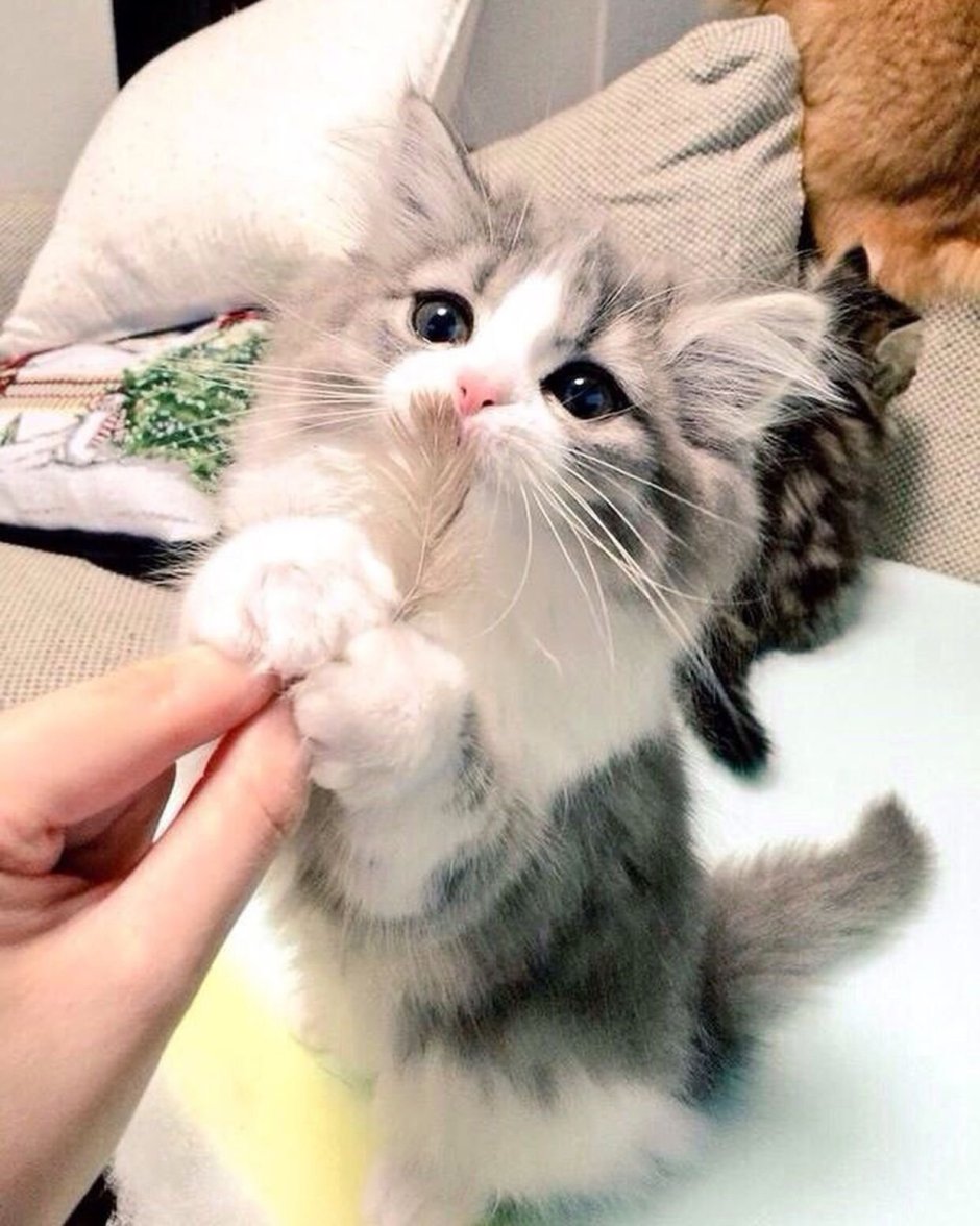 Котята Эстетика
