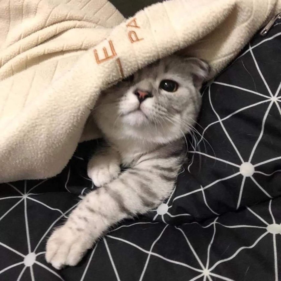 Бежевая Эстетика кот
